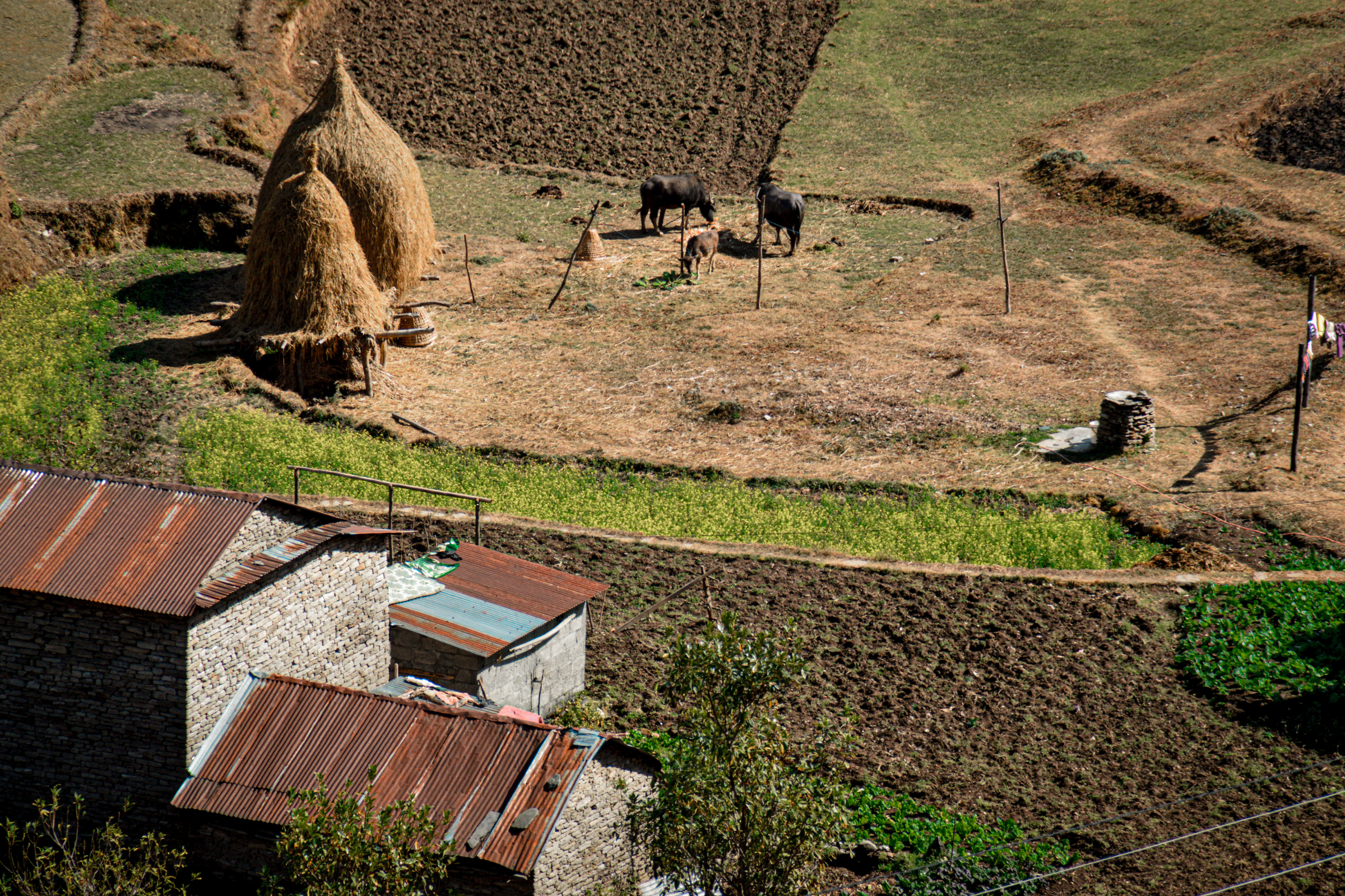 ghorepani (3).webp